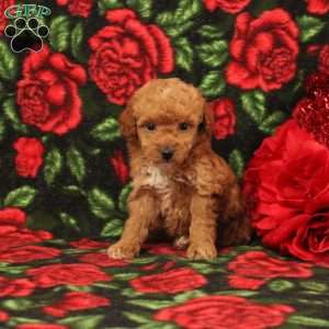 Sophie, Miniature Poodle Puppy